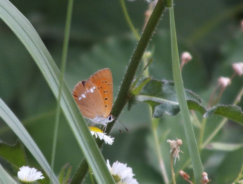 Lycaena virgaureae - arany-tűzlepke
