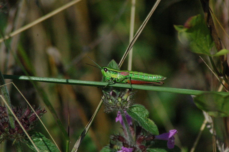 Euthystira brachyptera - smaragdzöld sáska