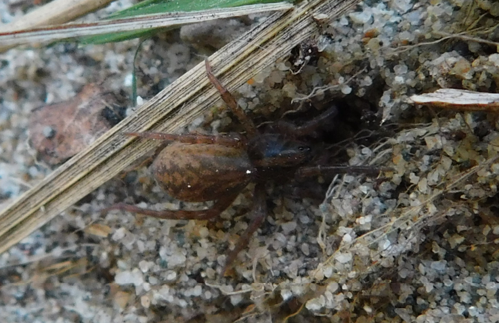 Trochosa