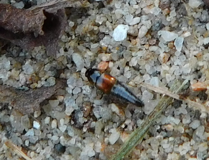 Tachyporus
