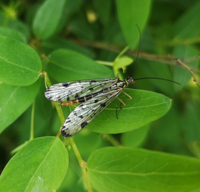 Panorpa communis/vulgaris