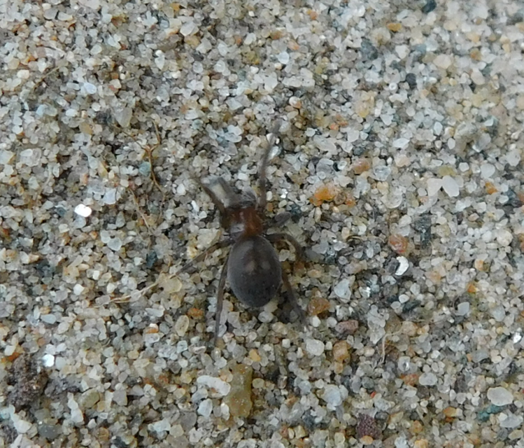 Titanoeca