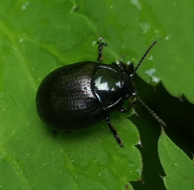 Chrysolina oricalcia - bronzos levélbogár
