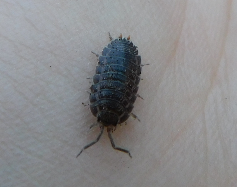 Trachelipus