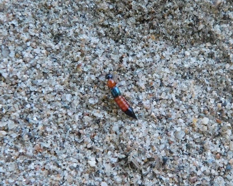 Paederus