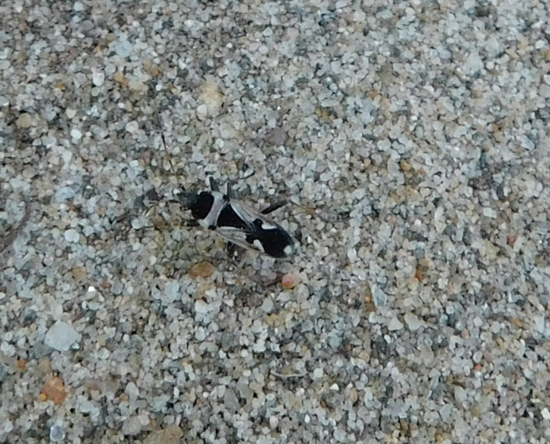 Raglius confusus