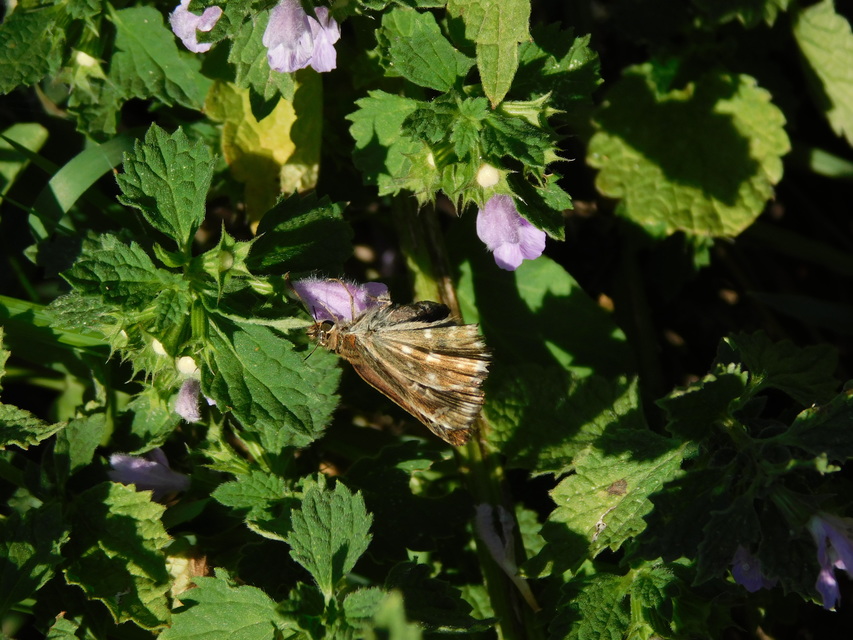Carcharodus floccifera - pemetefű-busalepke