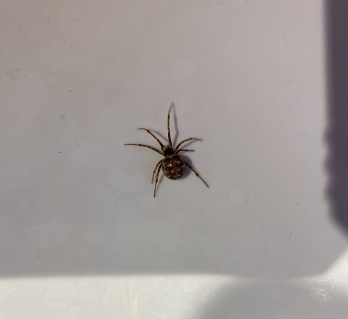 Steatoda triangulosa - háromszöges faggyúpók