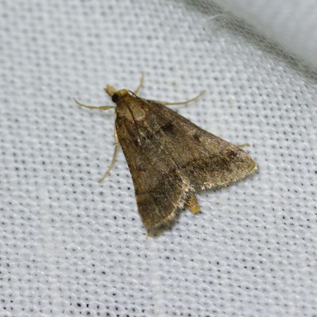 Stemmatophora brunnealis - barna fényilonca