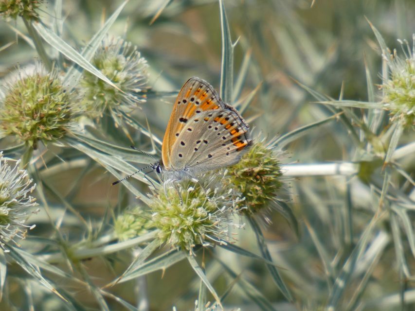 Lycaena thersamon - kis tűzlepke