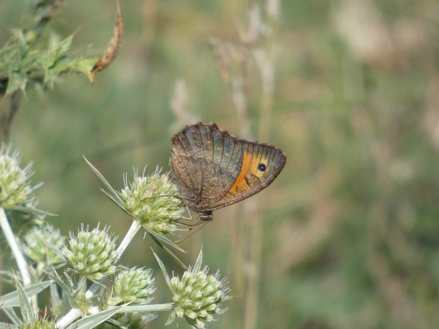Arethusana arethusa - közönséges szemeslepke