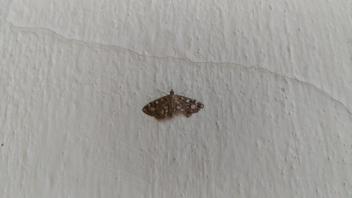 Anania coronata - koronás dudvamoly