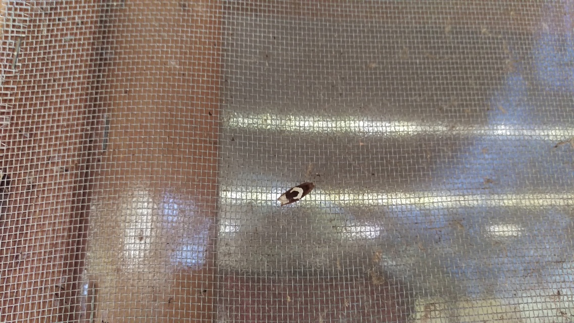 Epiblema foenella - kampósfoltú tükrösmoly