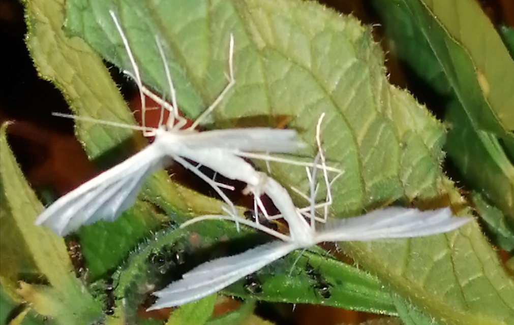 Pterophorus pentadactyla - fehér tollasmoly