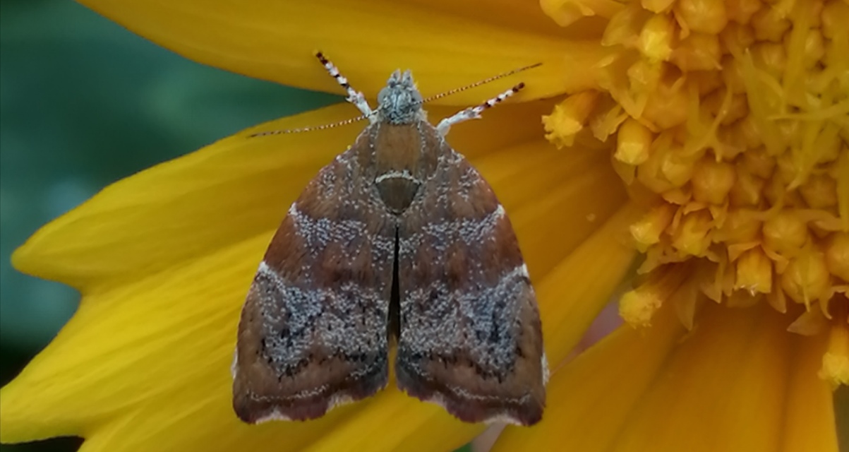 Choreutis nemorana - füge-levélmoly