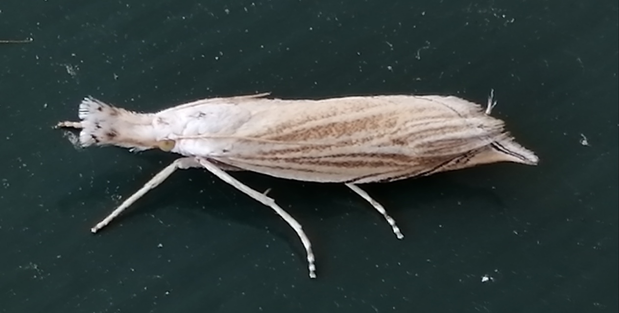 Metacrambus carectellus - homoki fűgyökérmoly