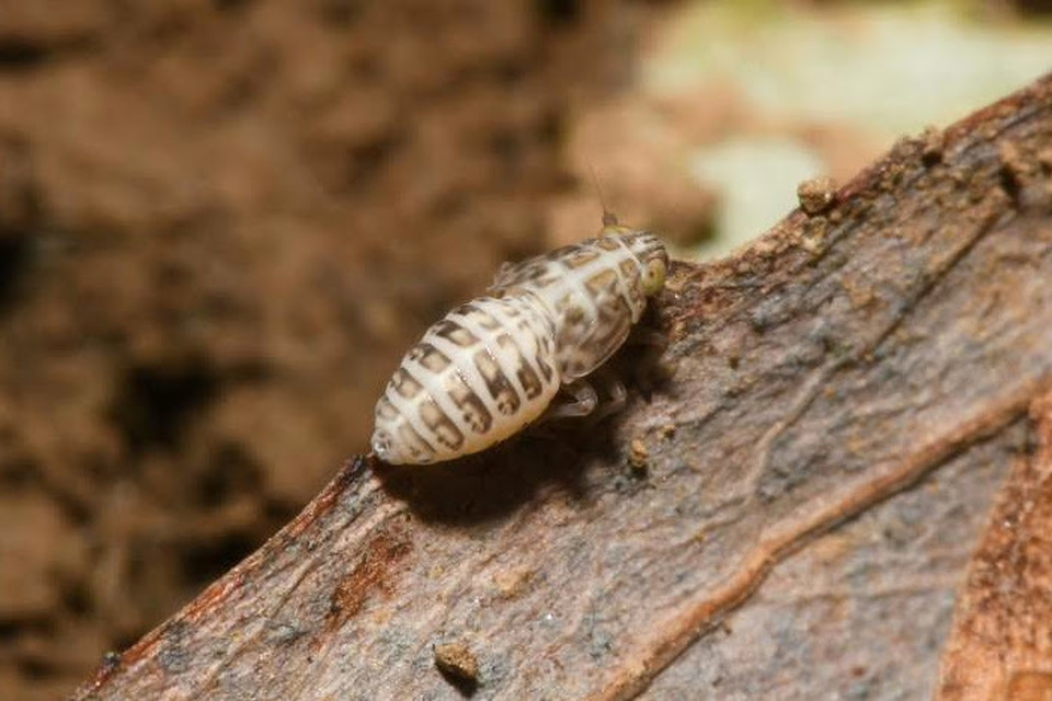 Delphacinae