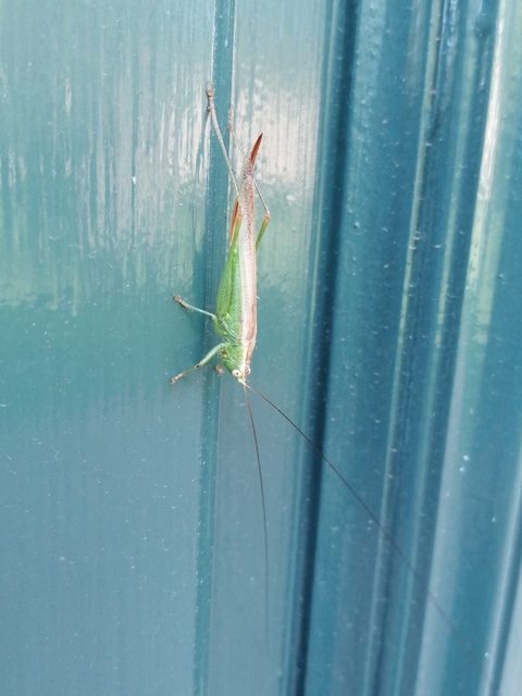 Conocephalus fuscus - kis kúpfejűszöcske
