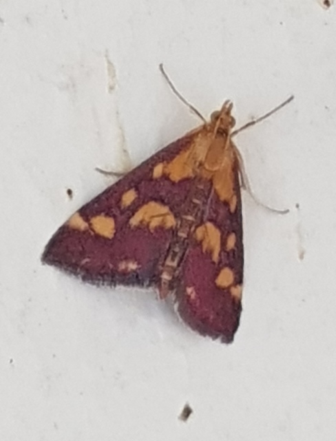 Pyrausta purpuralis - közönséges bíbormoly