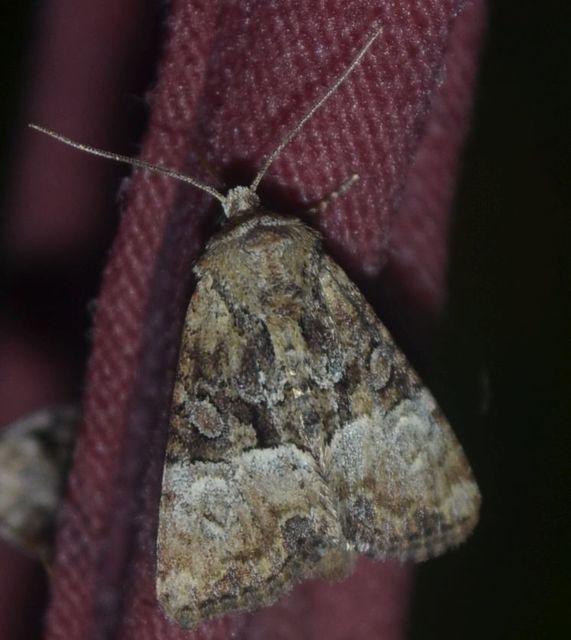 Mesoligia furuncula - kétszínű dudvabagoly