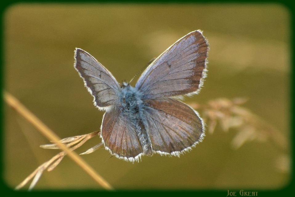 Plebejus argus - ezüstös boglárka