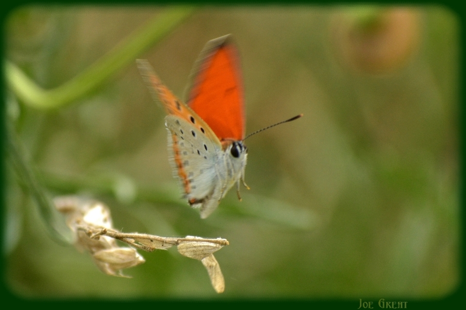 Lycaena dispar rutilus - nagy tűzlepke