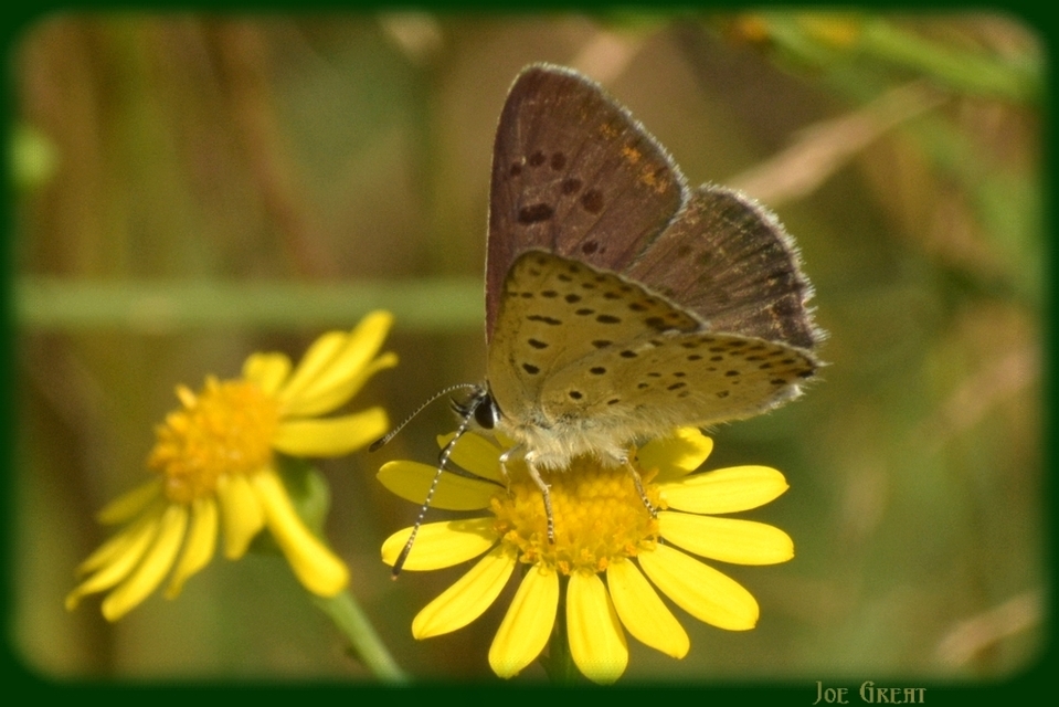 Lycaena tityrus - barna tűzlepke