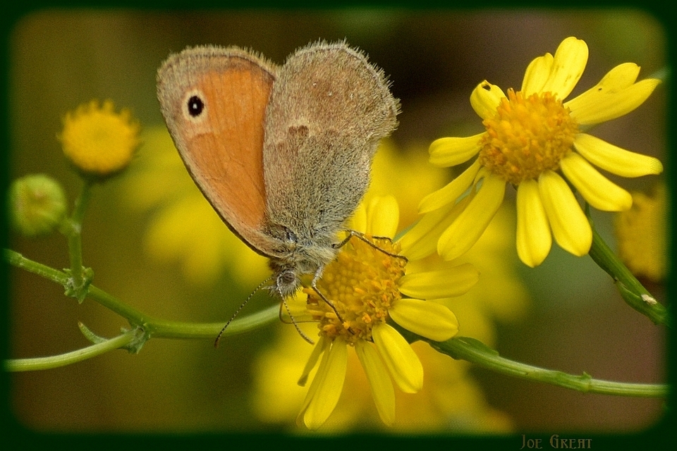 Coenonympha pamphilus - kis szénalepke
