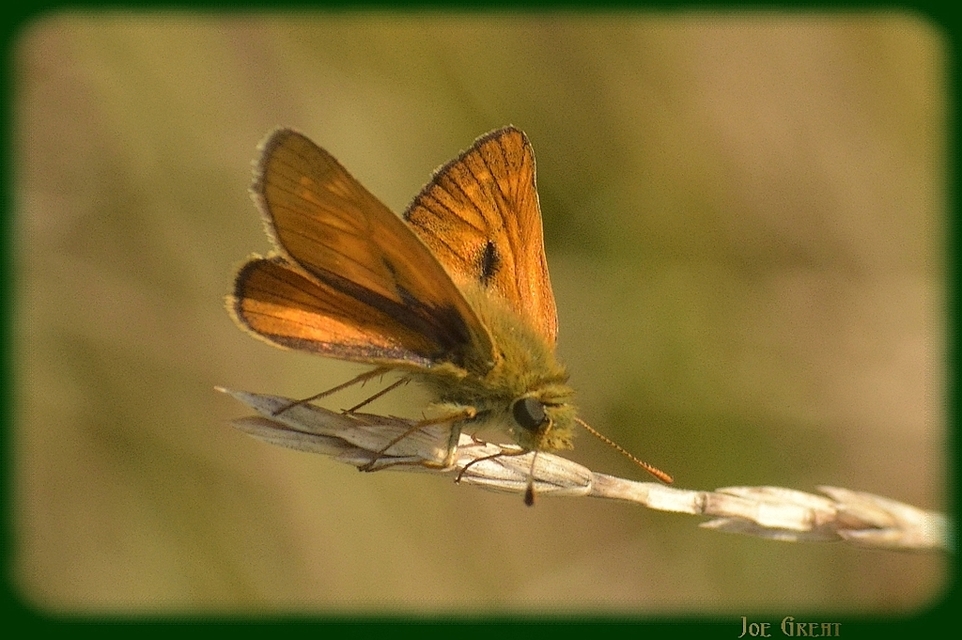 Ochlodes sylvanus - erdei busalepke