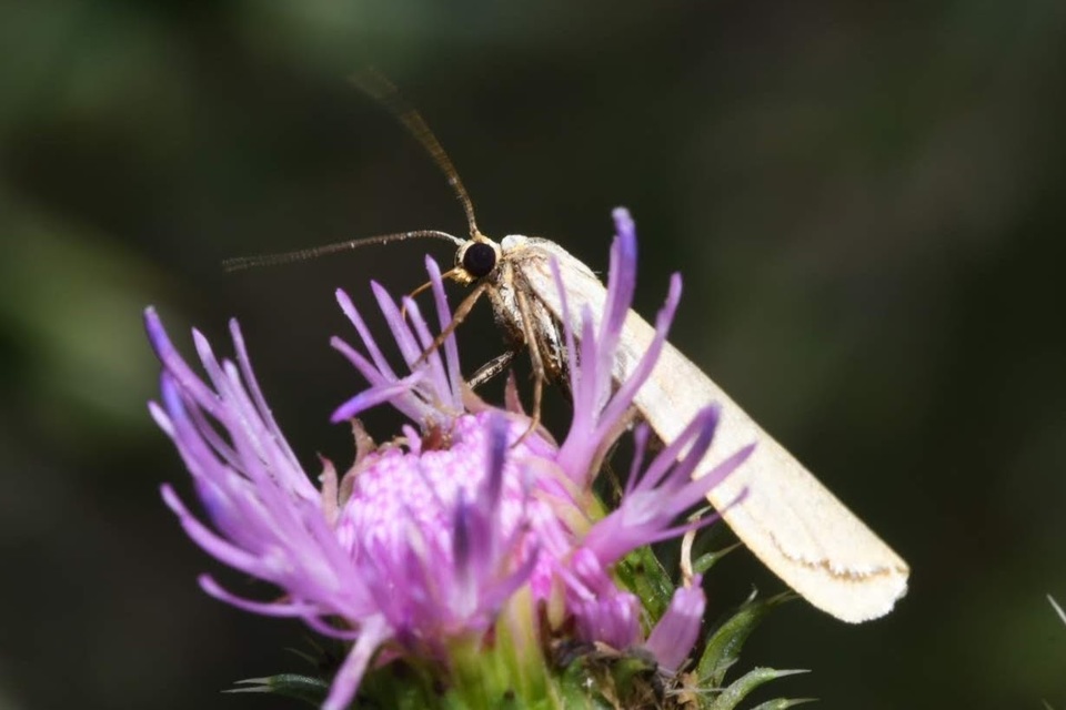 Eilema pseudocomplana - hamis zuzmószövő