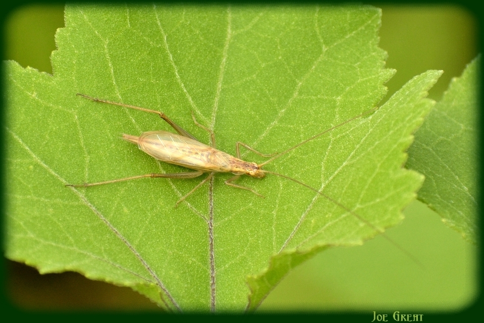 Oecanthus pellucens - pirregőtücsök