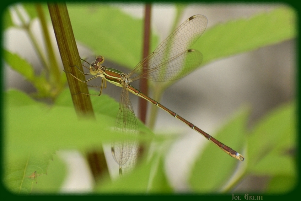 Lestes barbarus - foltosszárnyjegyű rablószitakötő