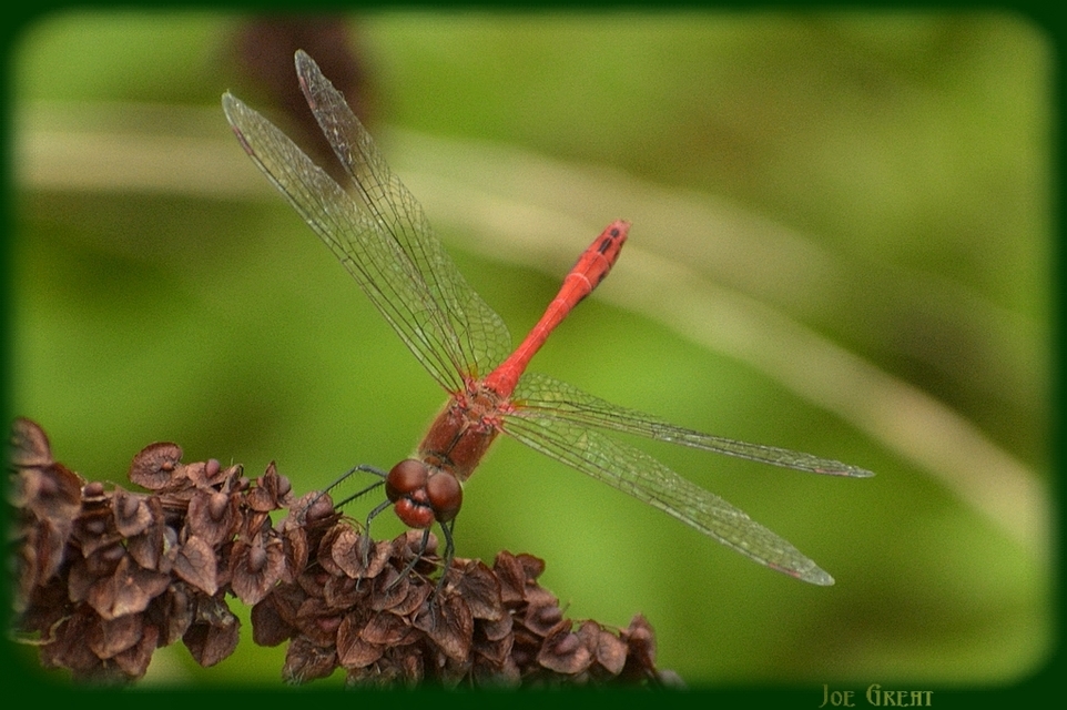 Sympetrum sanguineum - vörös katona-szitakötő