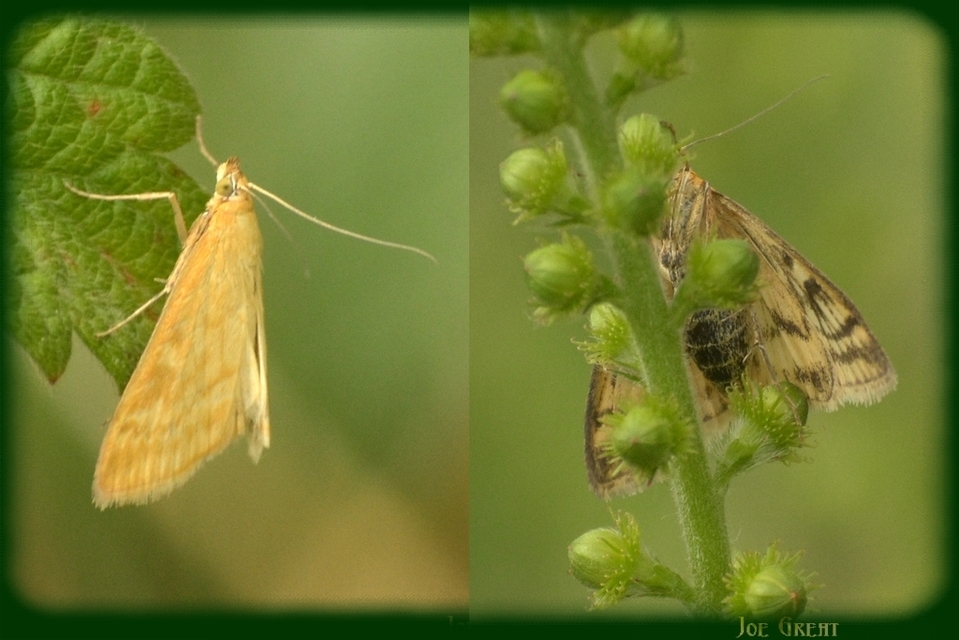 Sitochroa verticalis - világossárga dudvamoly
