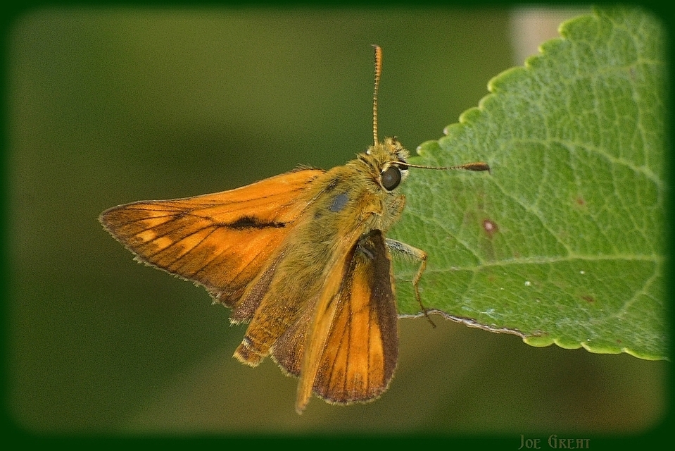 Ochlodes sylvanus - erdei busalepke