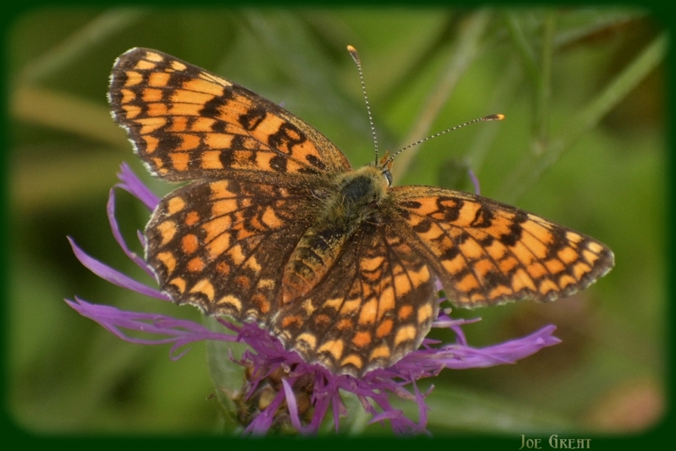 Melitaea phoebe - nagy tarkalepke