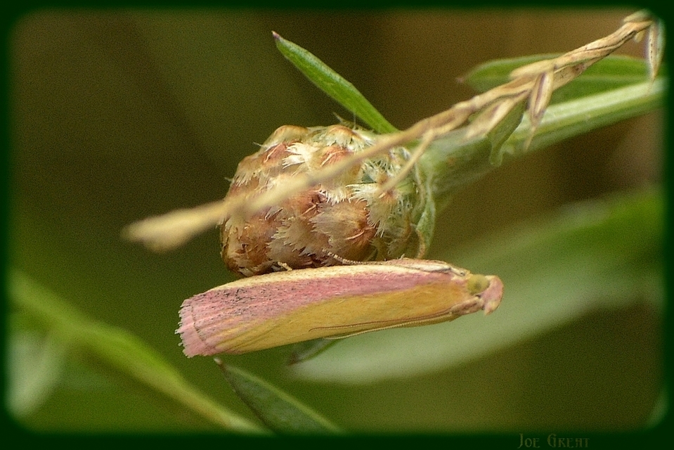Oncocera semirubella - lucernamoly