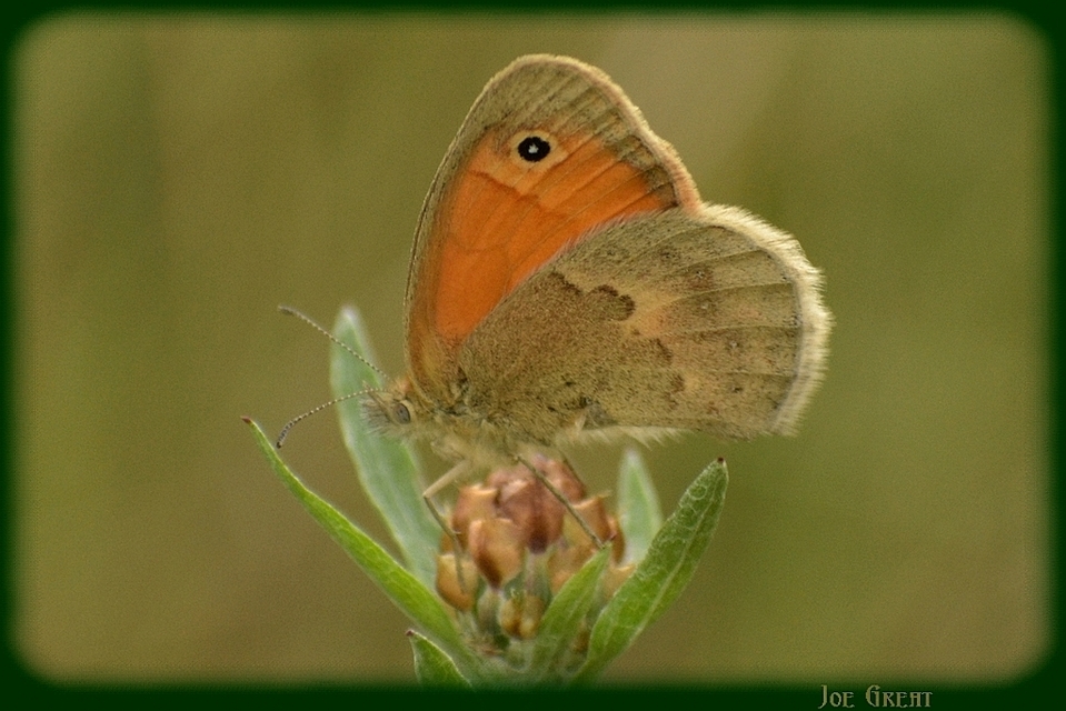 Coenonympha pamphilus - kis szénalepke