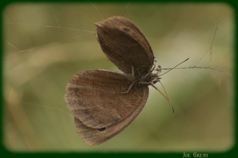 Minois dryas - fekete szemeslepke