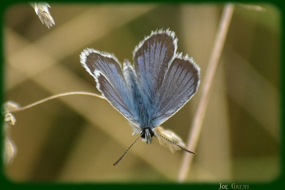 Plebejus argus - ezüstös boglárka