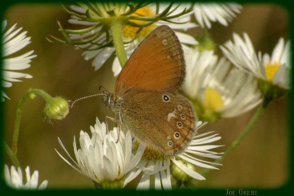 Coenonympha glycerion - közönséges szénalepke