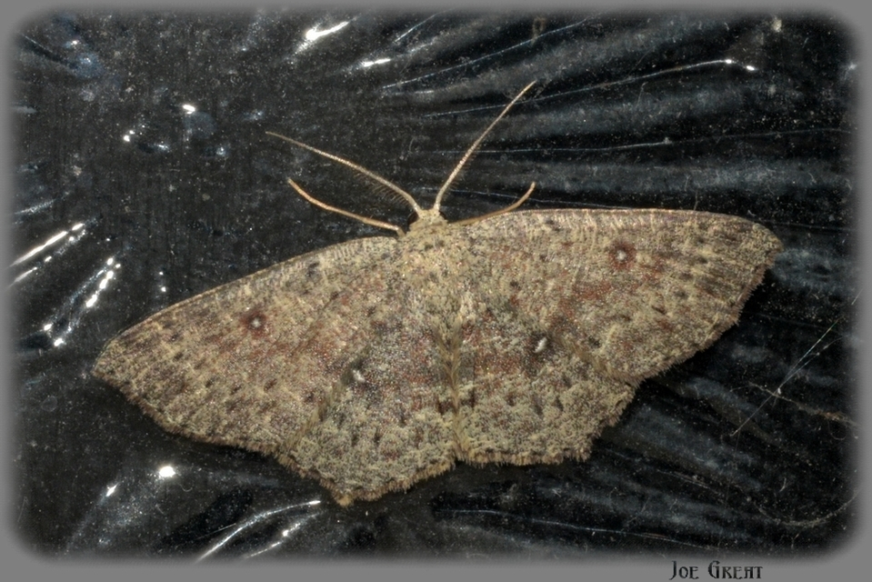 Cyclophora pendularia - fűzfa-pettyesaraszoló