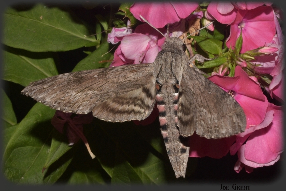 Agrius convolvuli - szulákszender