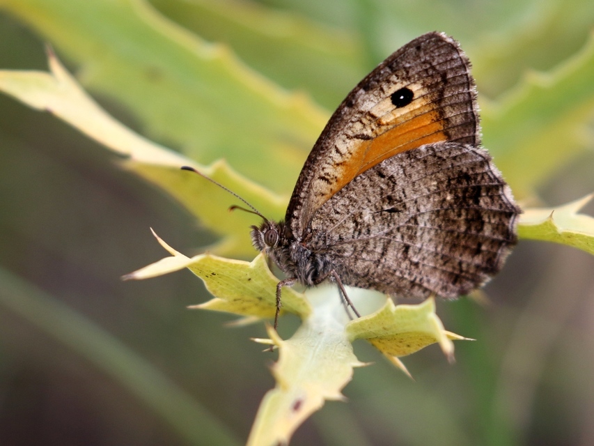 Arethusana arethusa - közönséges szemeslepke