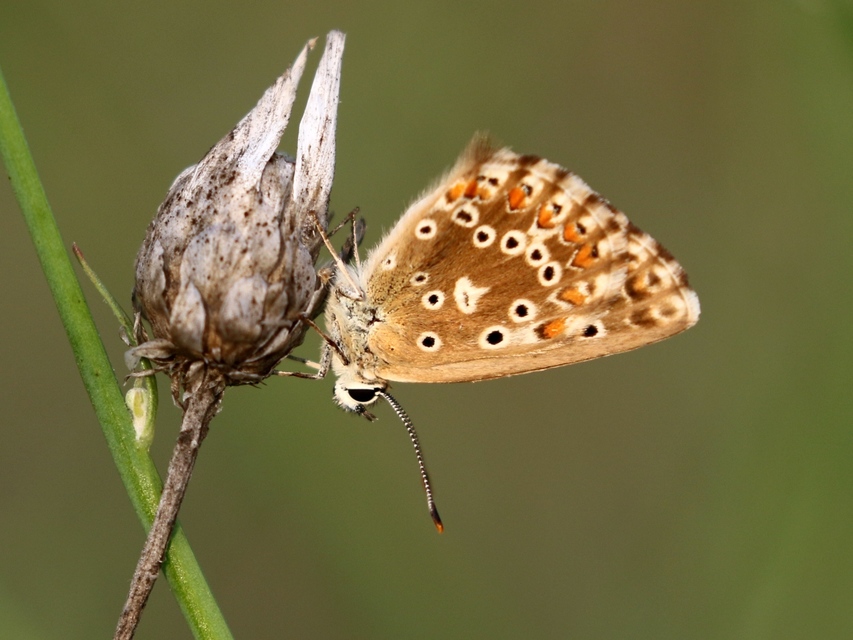 Polyommatus coridon - ezüstkék boglárka