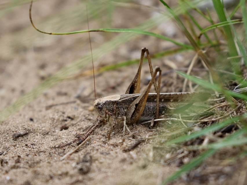 Platycleis affinis - púposhasú rétiszöcske