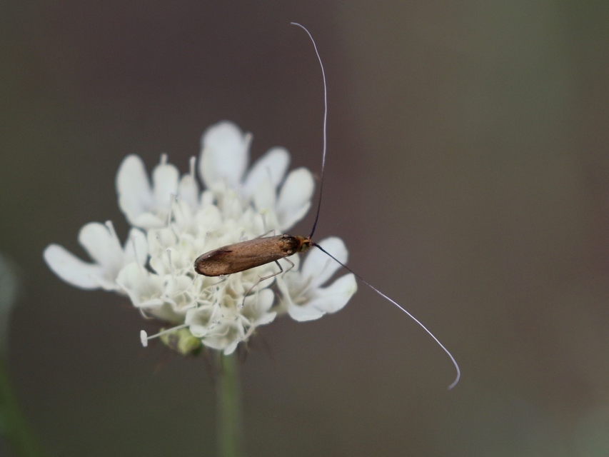 Nemophora metallica - fémszínű tőrösmoly