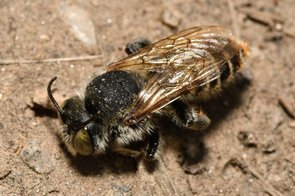 Lithurgus