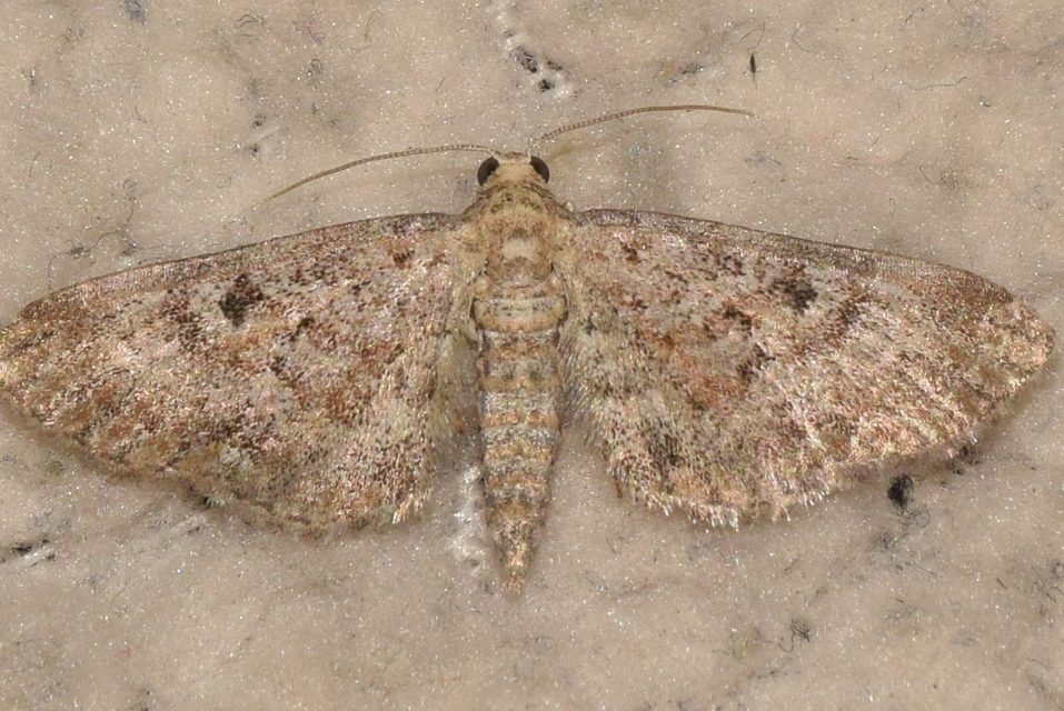 Eupithecia icterata - rozsdafoltos törpearaszoló