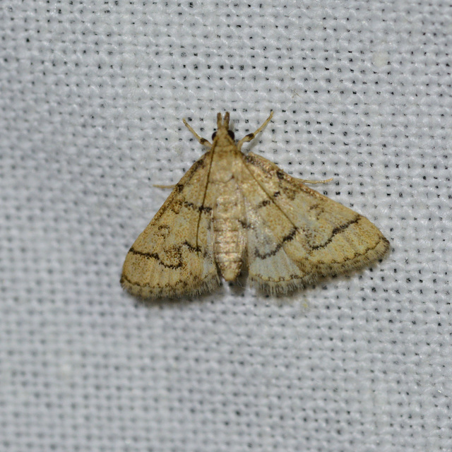 Metasia ophialis - kígyósávos tűzmoly